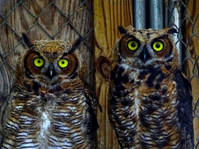 Two owls.